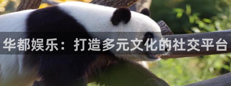 PG电子体育热门赛事有哪些：华都娱乐：打造多元文化的社交平台